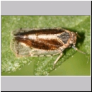 Tachycixius pilosus - Glasfluegelzikade 01a Deister.jpg